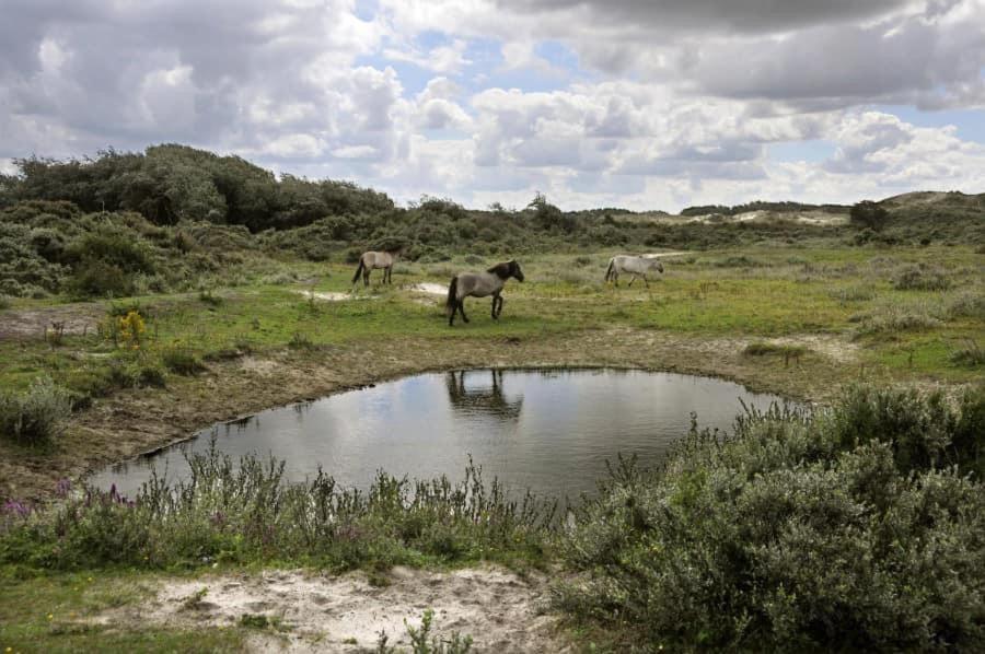 Vakantiehuisje De Panne Vlak Aan Plopsaland En De Zee Exterior foto